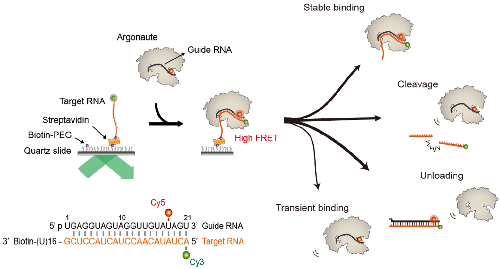 Single-molecule fluorescence measurements reveal the reaction mechanisms of the core-RISC, composed of human Argonaute 2 and a guide RNA