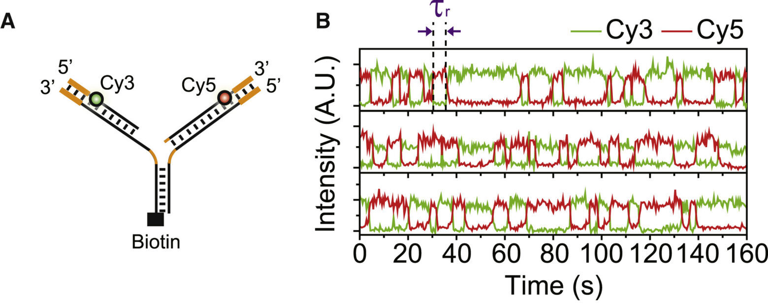 Active control of repetitive structural transitions between replication forks and holliday junctions by Werner syndrome helicase