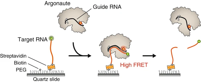Single-molecule fluorescence energy transfer assays for the characterization of reaction pathways of miRNA-argonaute complex