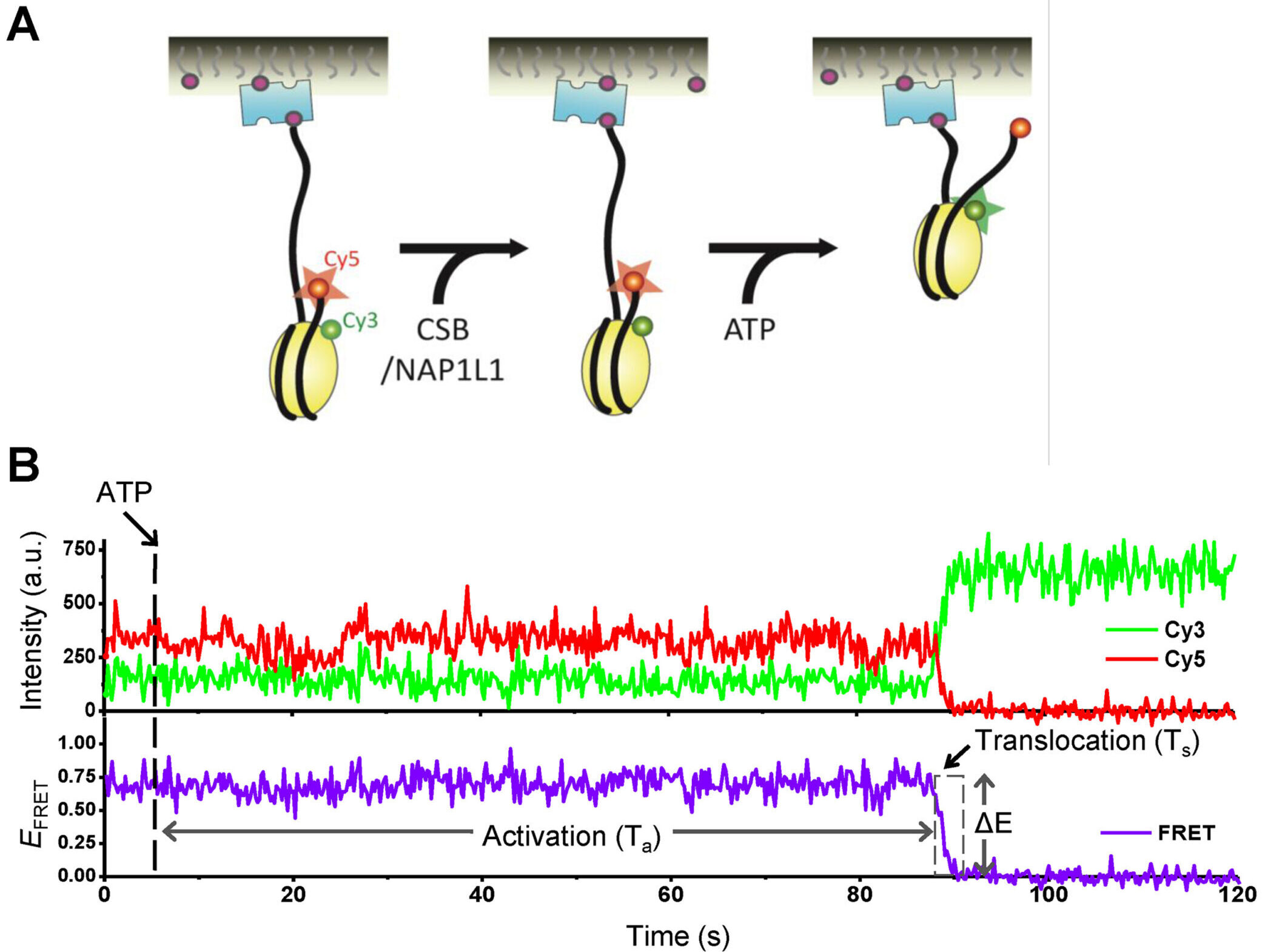 NAP1L1 accelerates activation and decreases pausing to enhance nucleosome remodeling by CSB