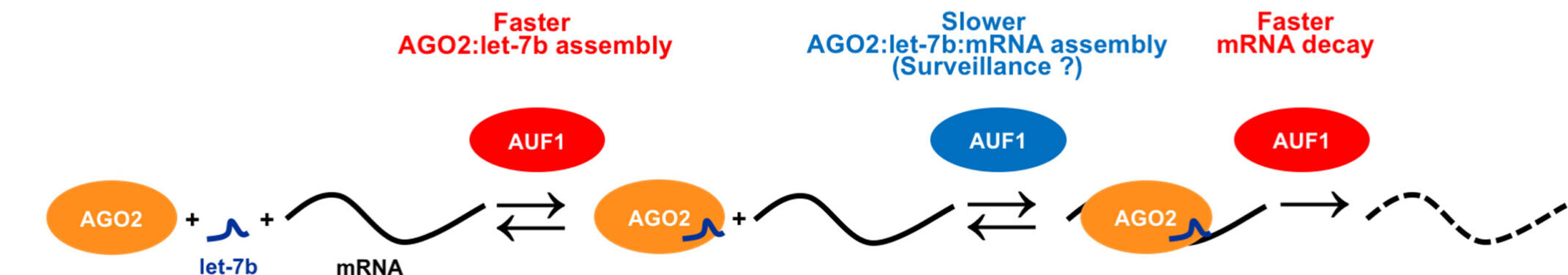 AUF1 facilitates microRNA-mediated gene silencing