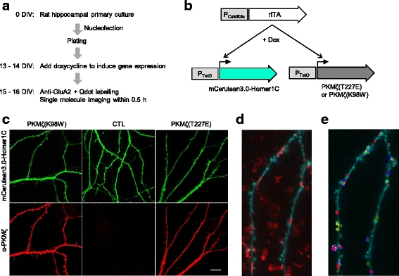 Increased PKMζ activity impedes lateral movement of GluA2-containing AMPA receptors