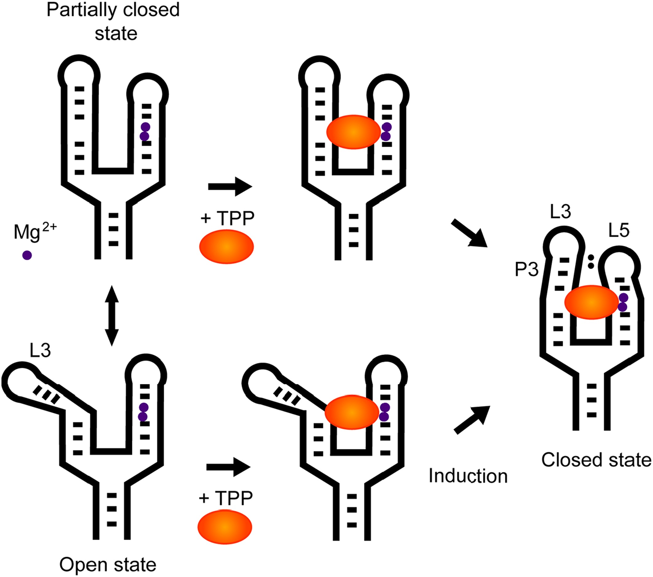 Ligand Recognition Mechanism of Thiamine Pyrophosphate Riboswitch Aptamer