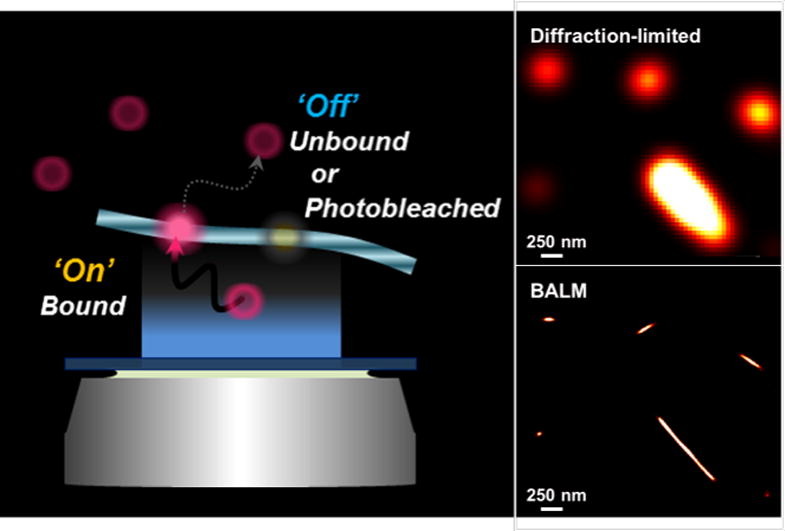 Morphological analysis of oligomeric vs. fibrillar forms of α-synuclein aggregates with super-resolution BALM imaging