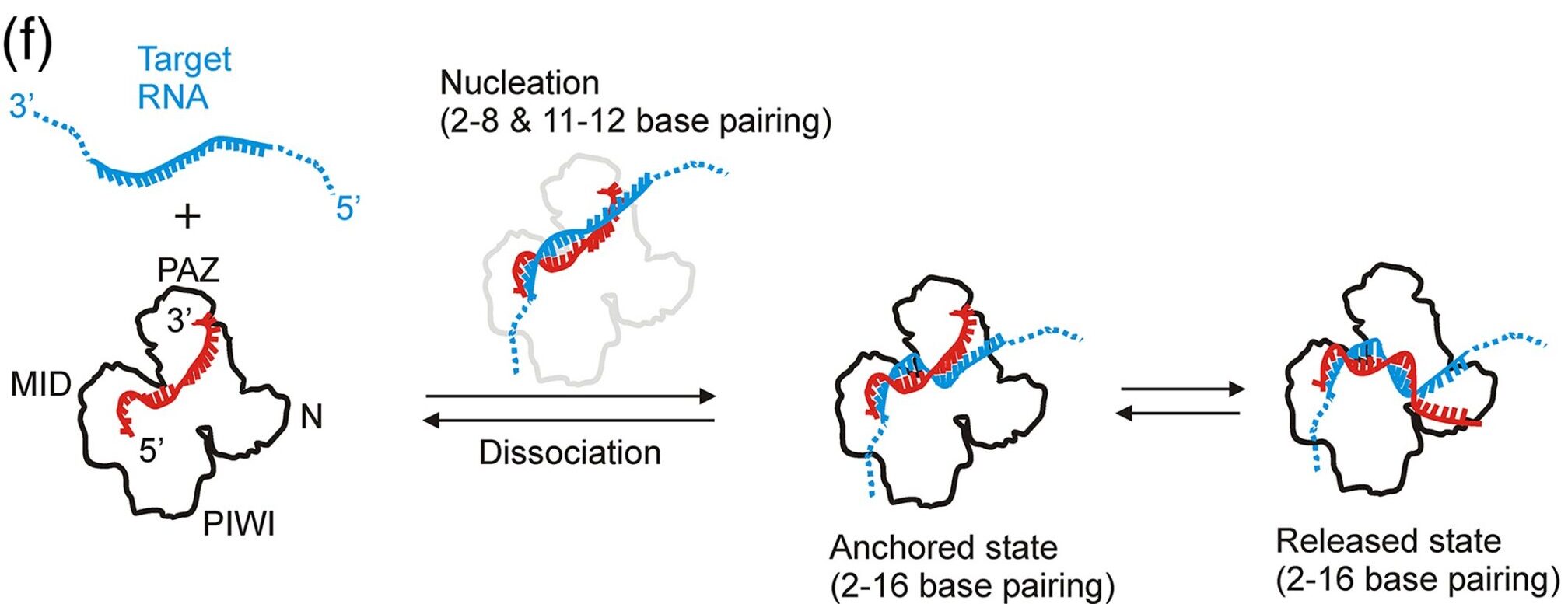 Mechanisms of the Binding/Dissociation Acceleration of the Target–Guide Interaction by Thermus thermophilus Argonaute