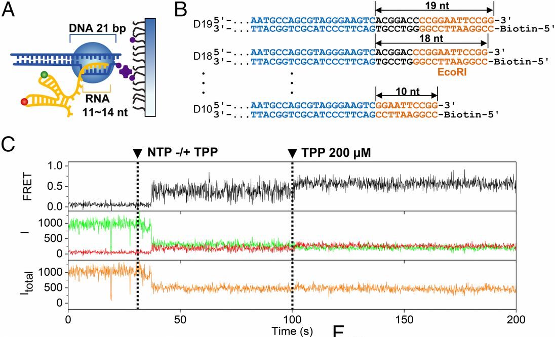 Single-molecule FRET studies on the cotranscriptional folding of a thiamine pyrophosphate riboswitch