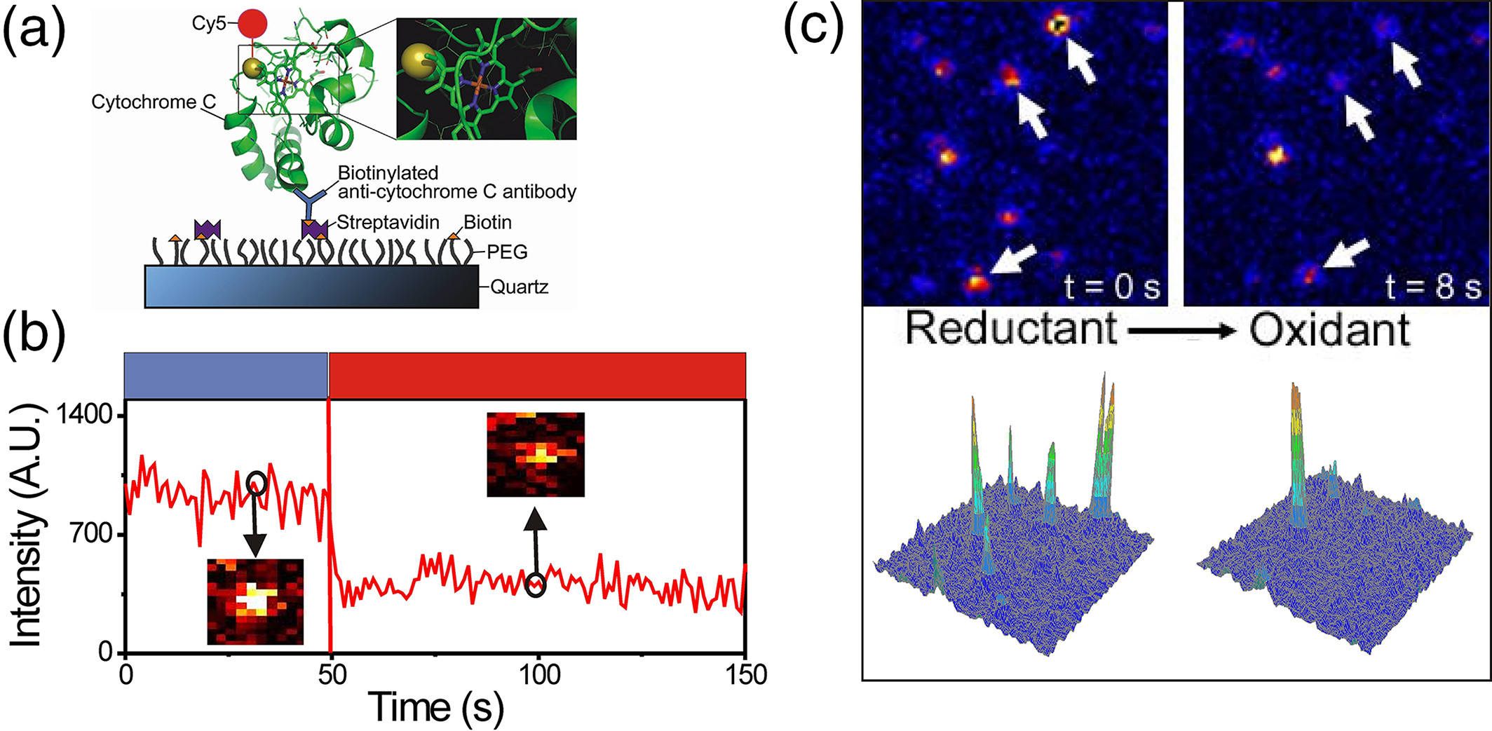Real‐Time Monitoring of the Binding/Dissociation and Redox States of a Single Transition Metal Ions