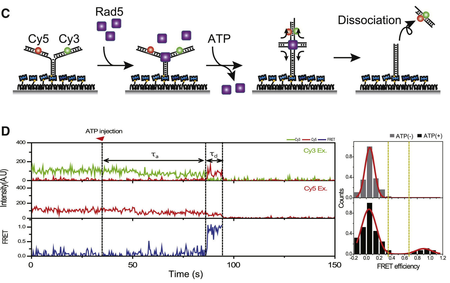 ATP binding to Rad5 initiates replication fork reversal by inducing the unwinding of the leading arm and the formation of the Holliday junction