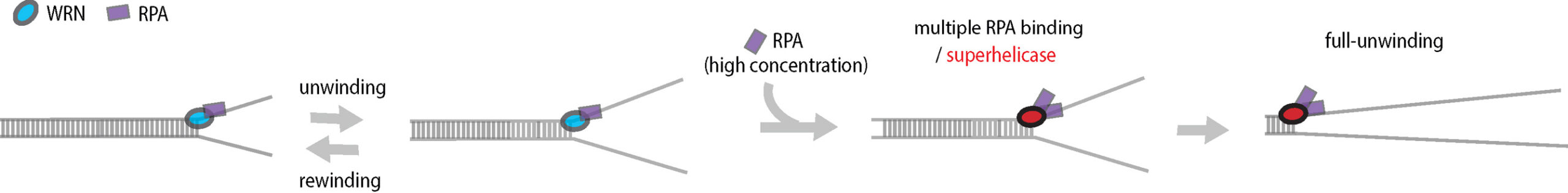Multiple RPAs make WRN syndrome protein a superhelicase