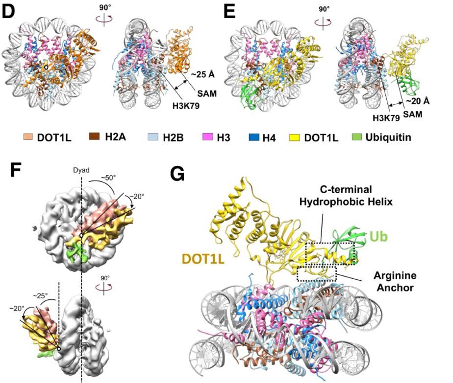 Structural basis of recognition and destabilization of the histone H2B ubiquitinated nucleosome by the DOT1L histone H3 Lys79 methyltransferase