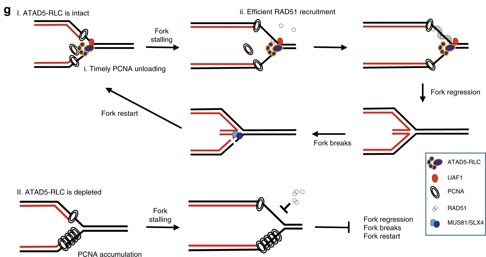 ATAD5 promotes replication restart by regulating RAD51 and PCNA in response to replication stress