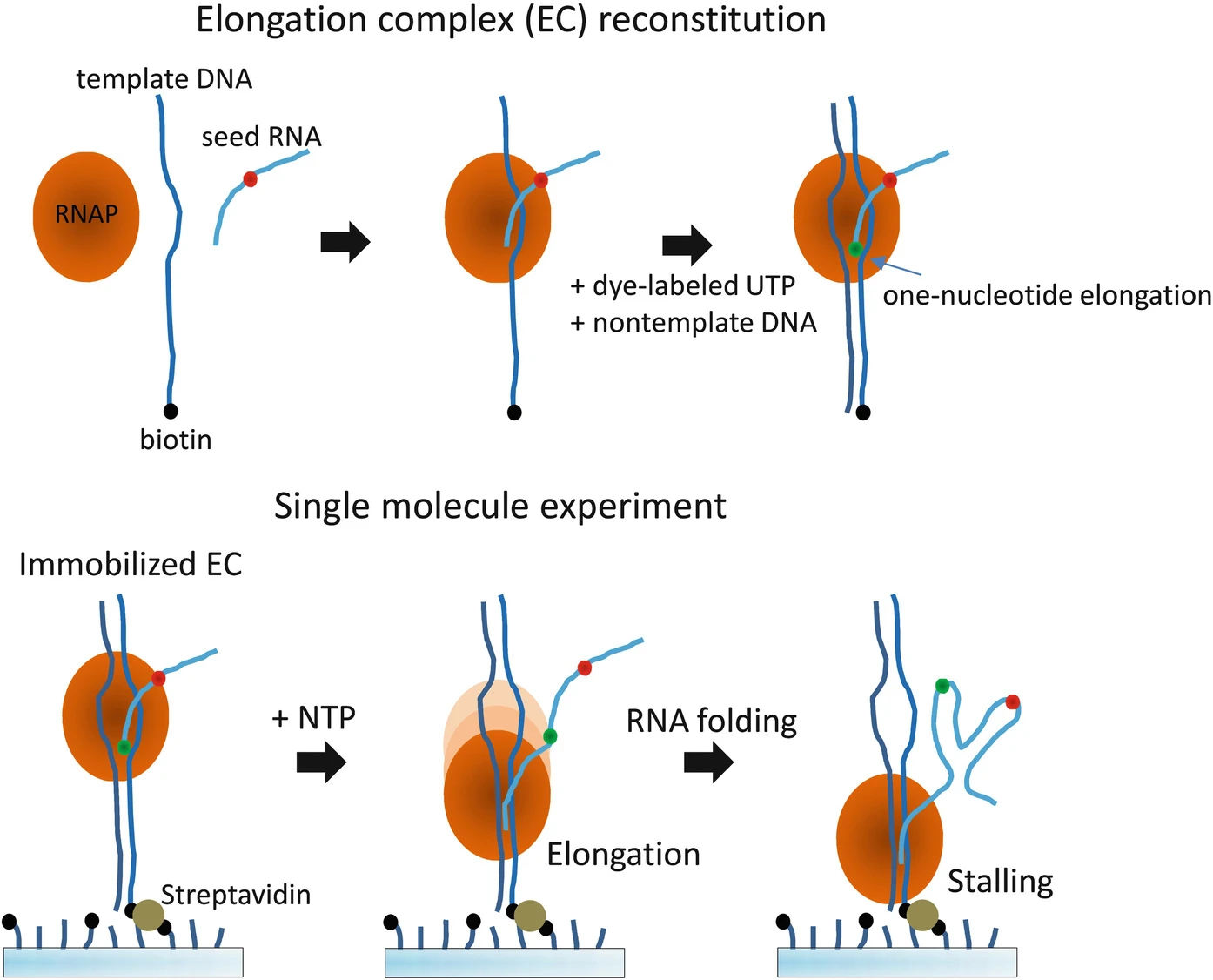 Single-molecule FRET assay for studying cotranscriptional RNA folding