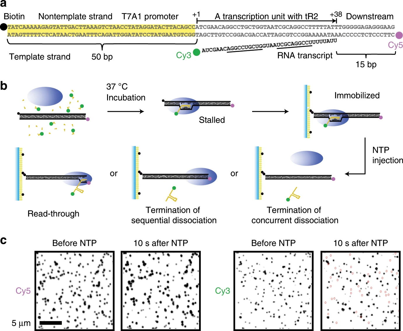 Transcription reinitiation by recycling RNA polymerase that diffuses on DNA after releasing terminated RNA