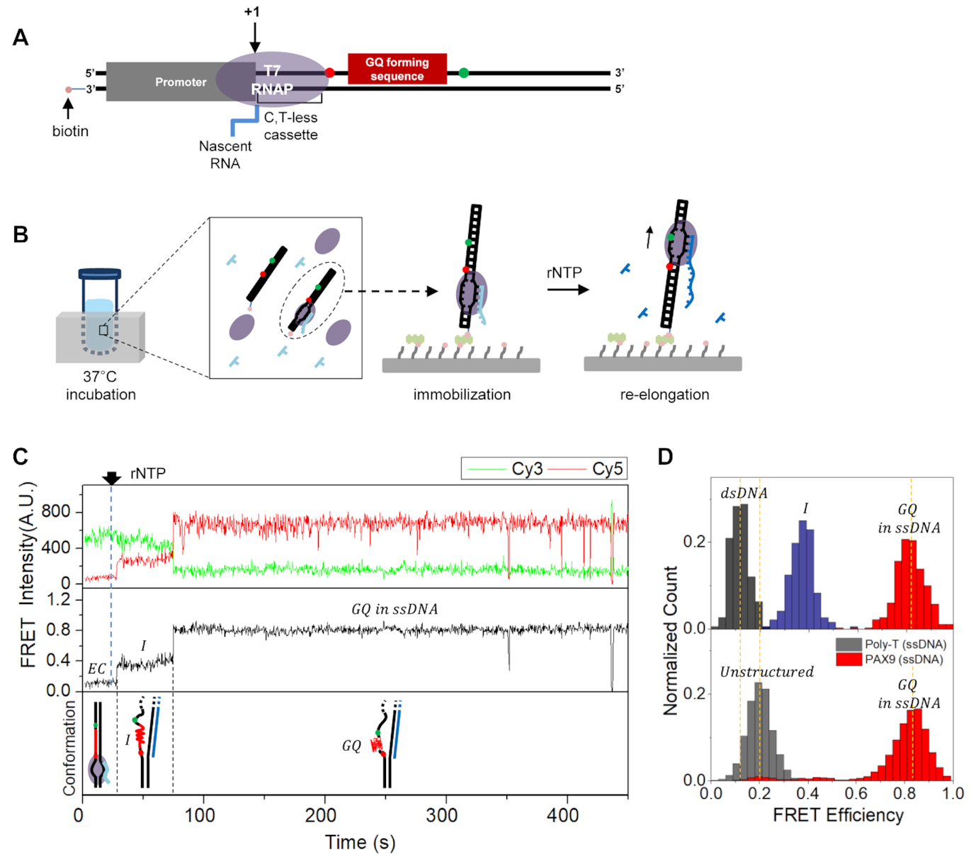 Single-molecule fluorescence studies on cotranscriptional G-quadruplex formation coupled with R-loop formation
