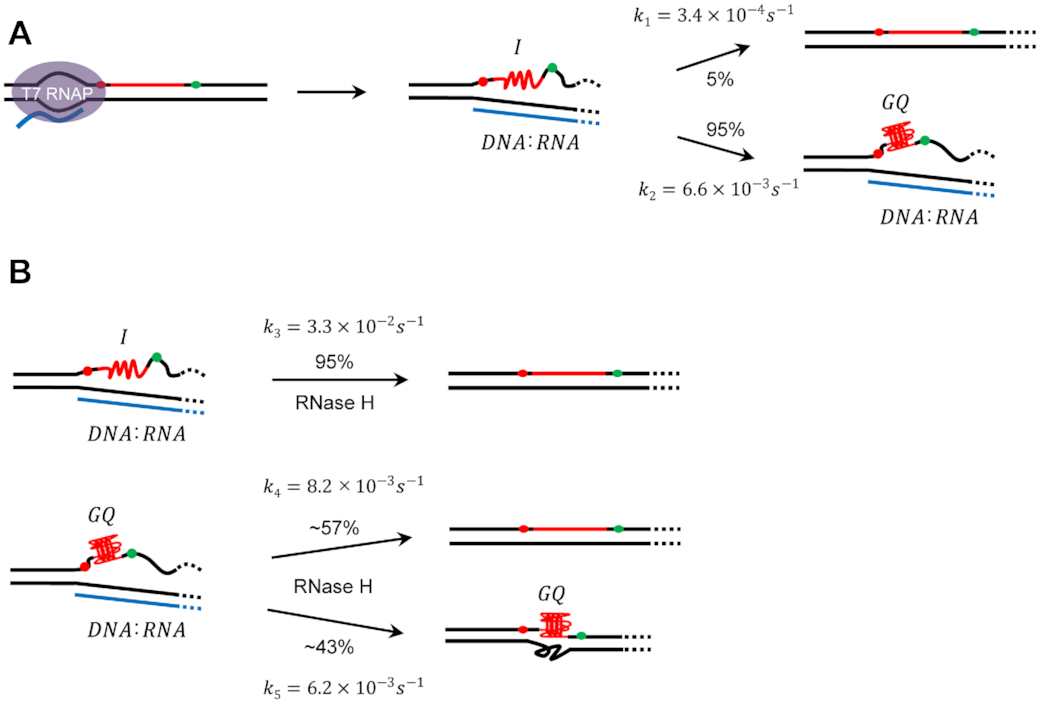 Single-molecule fluorescence studies on cotranscriptional G-quadruplex formation coupled with R-loop formation