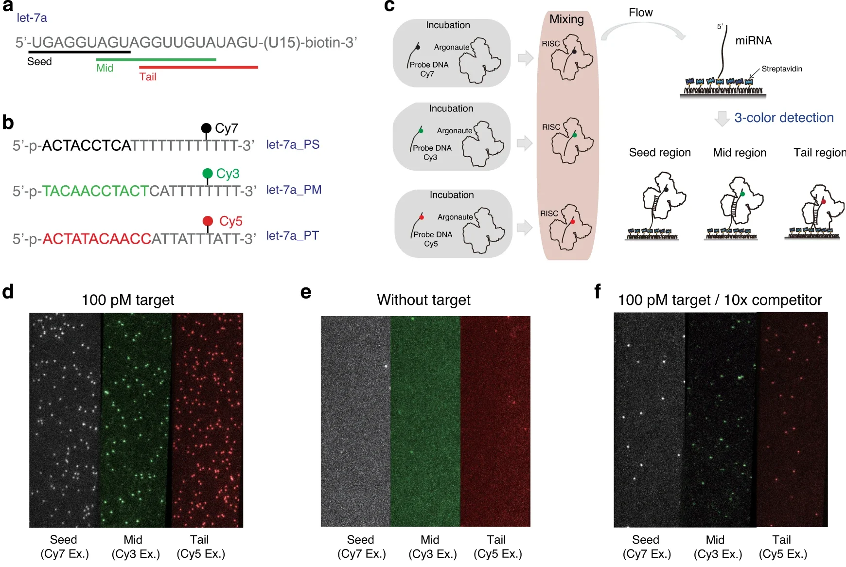 Quantification of purified endogenous miRNAs with high sensitivity and specificity