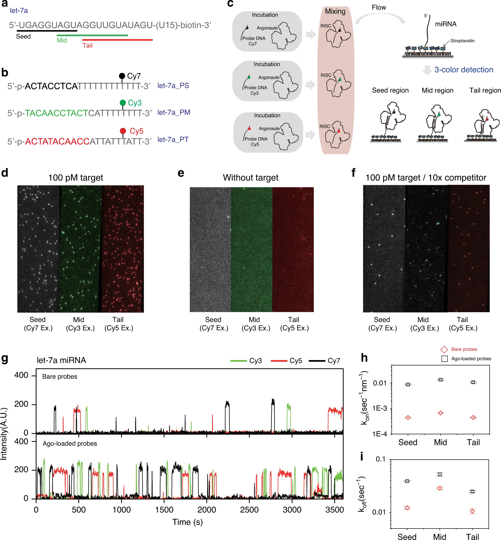 Quantification of purified endogenous miRNAs with high sensitivity and specificity