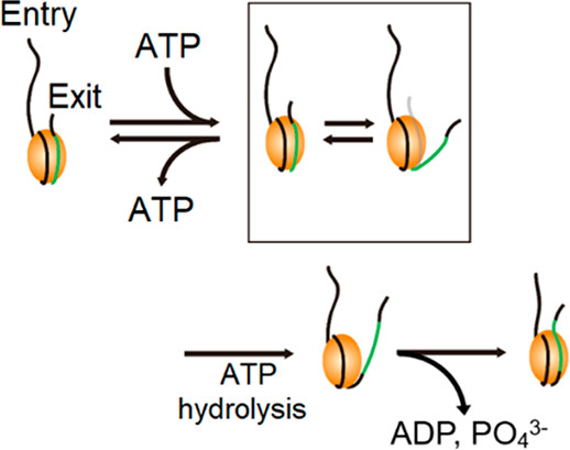 Yeast Chd1p Unwraps the Exit Side DNA upon ATP Binding to Facilitate the Nucleosome Translocation Occurring upon ATP Hydrolysis