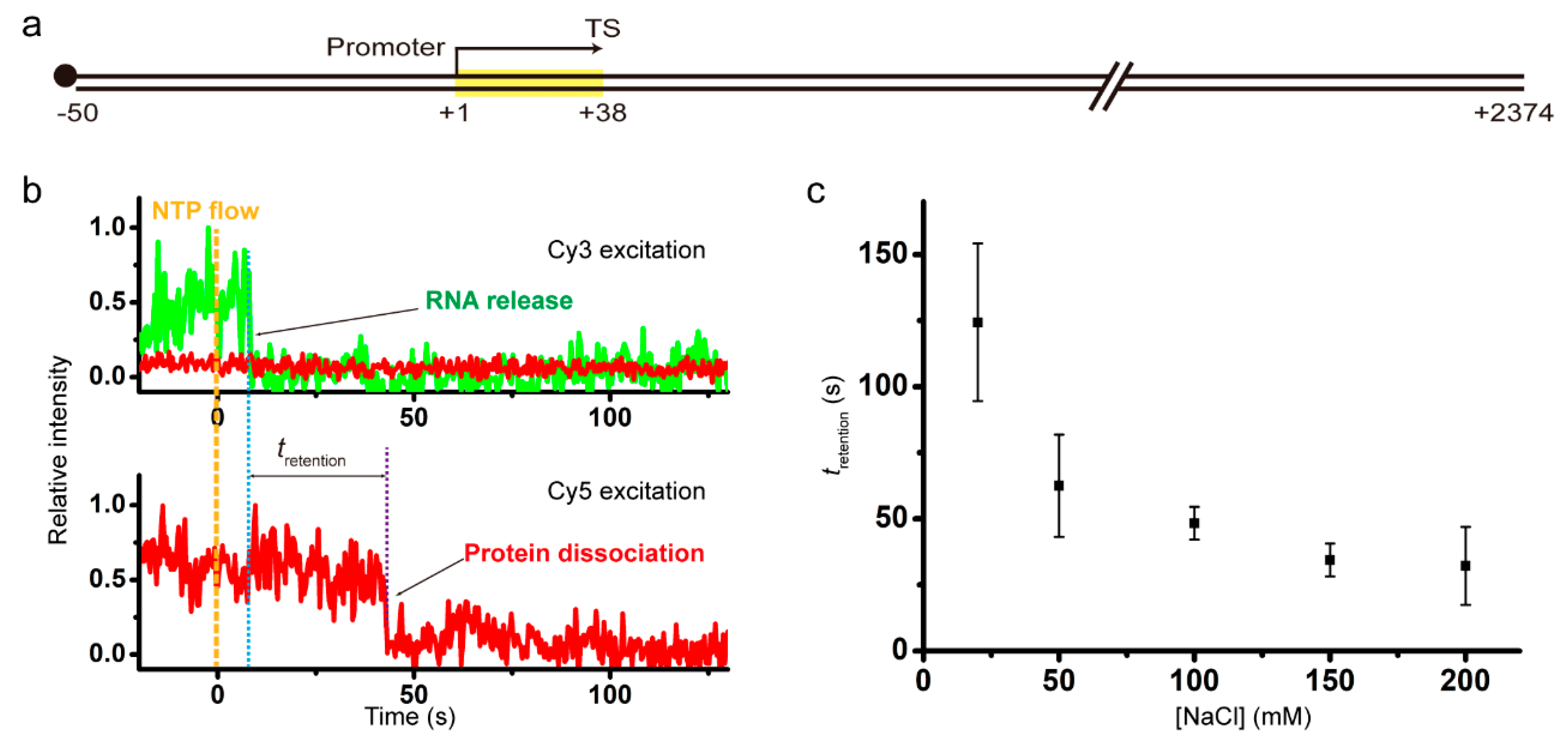 Hopping and flipping of RNA polymerase on DNA during recycling for reinitiation after intrinsic termination in bacterial transcription