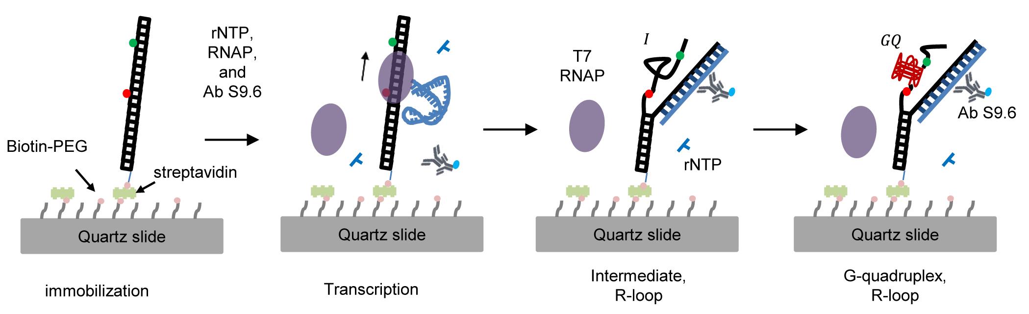 Single-molecule Fluorescence Technique to Monitor the Co-transcriptional Formation of G-quadruplex and R-loop Structures