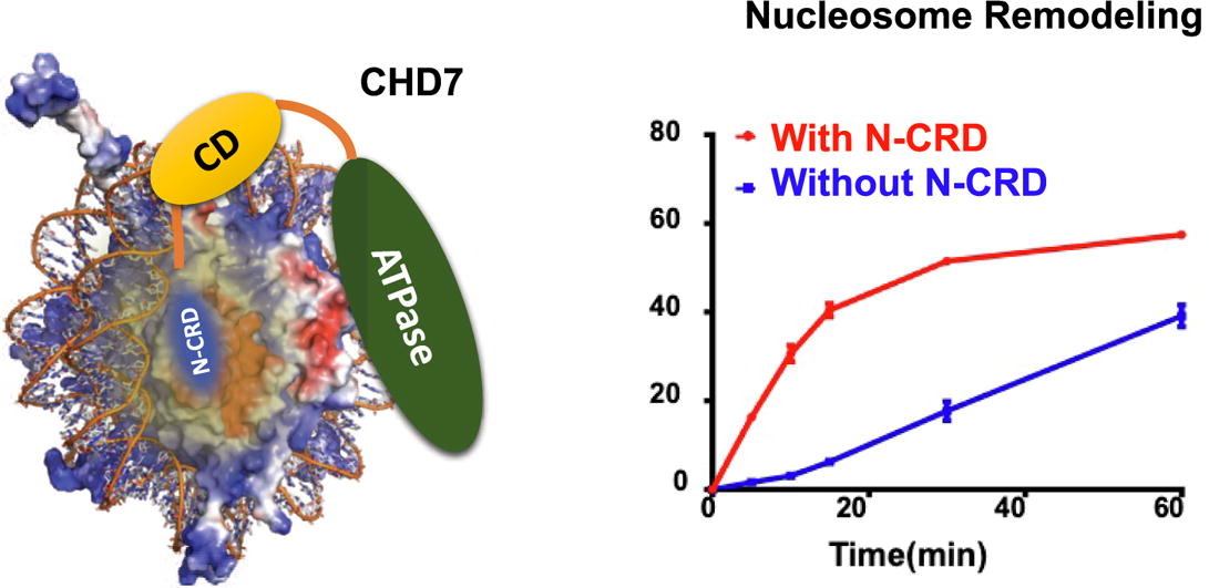 A Novel N-terminal Region to Chromodomain in CHD7 is Required for the Efficient Remodeling Activity