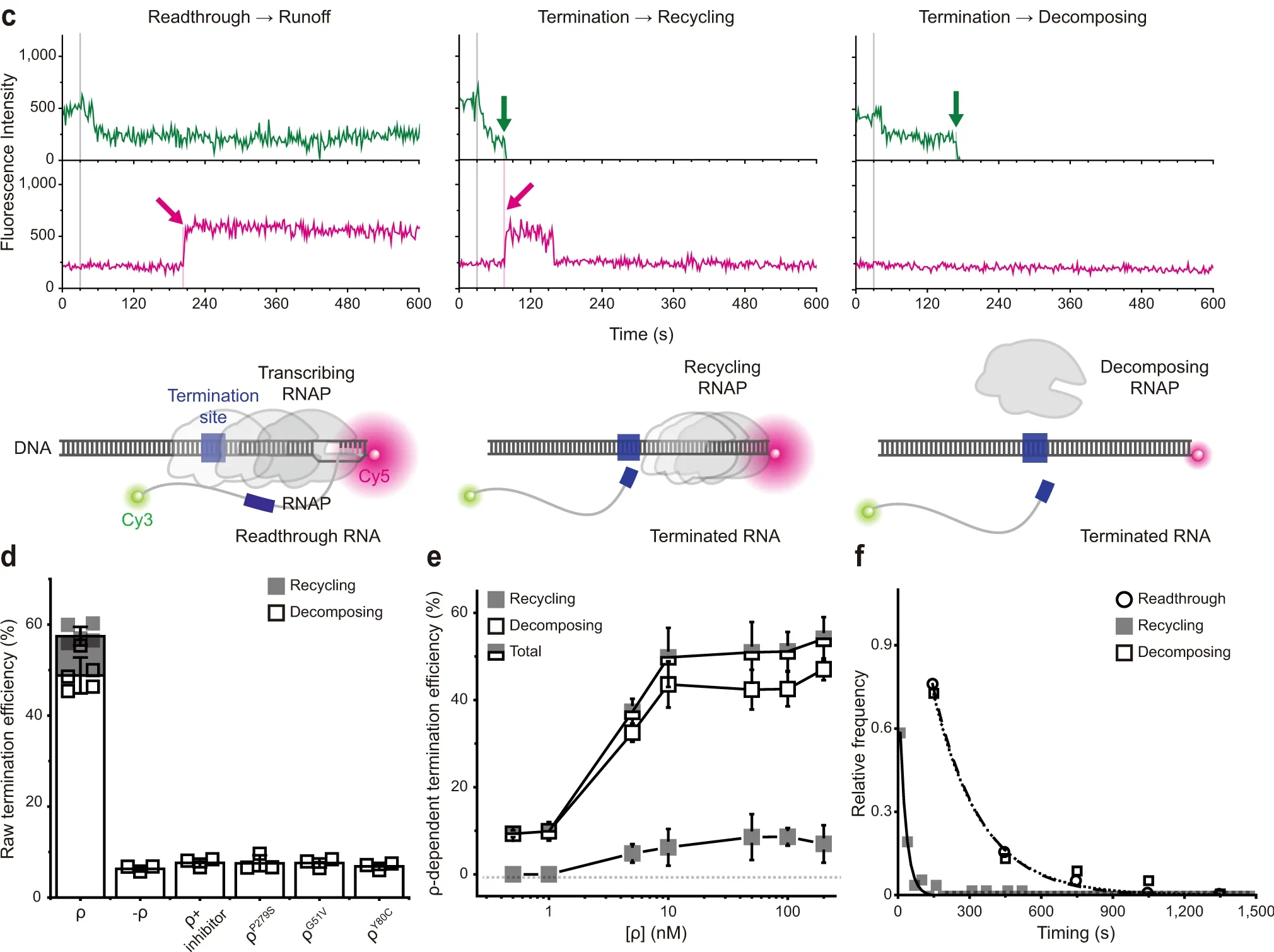 Rho-dependent transcription termination proceeds via three routes