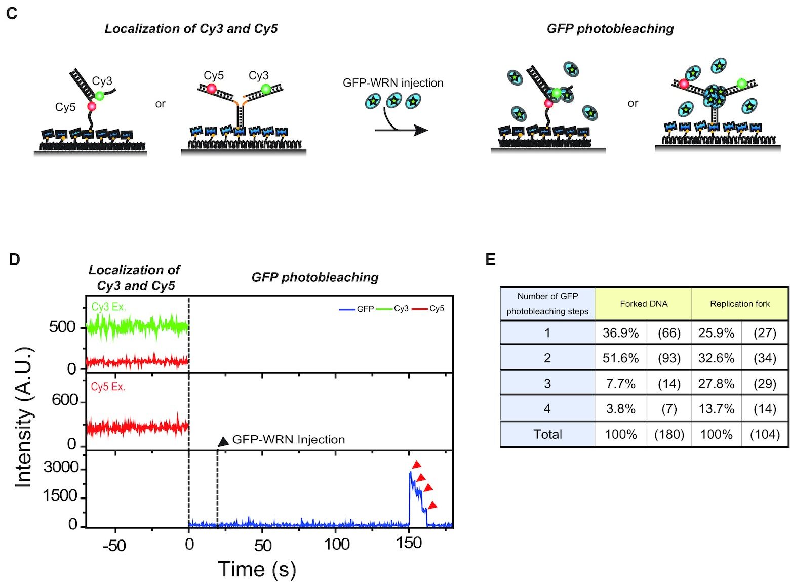 Werner syndrome protein works as a dimer for unwinding and replication fork regression