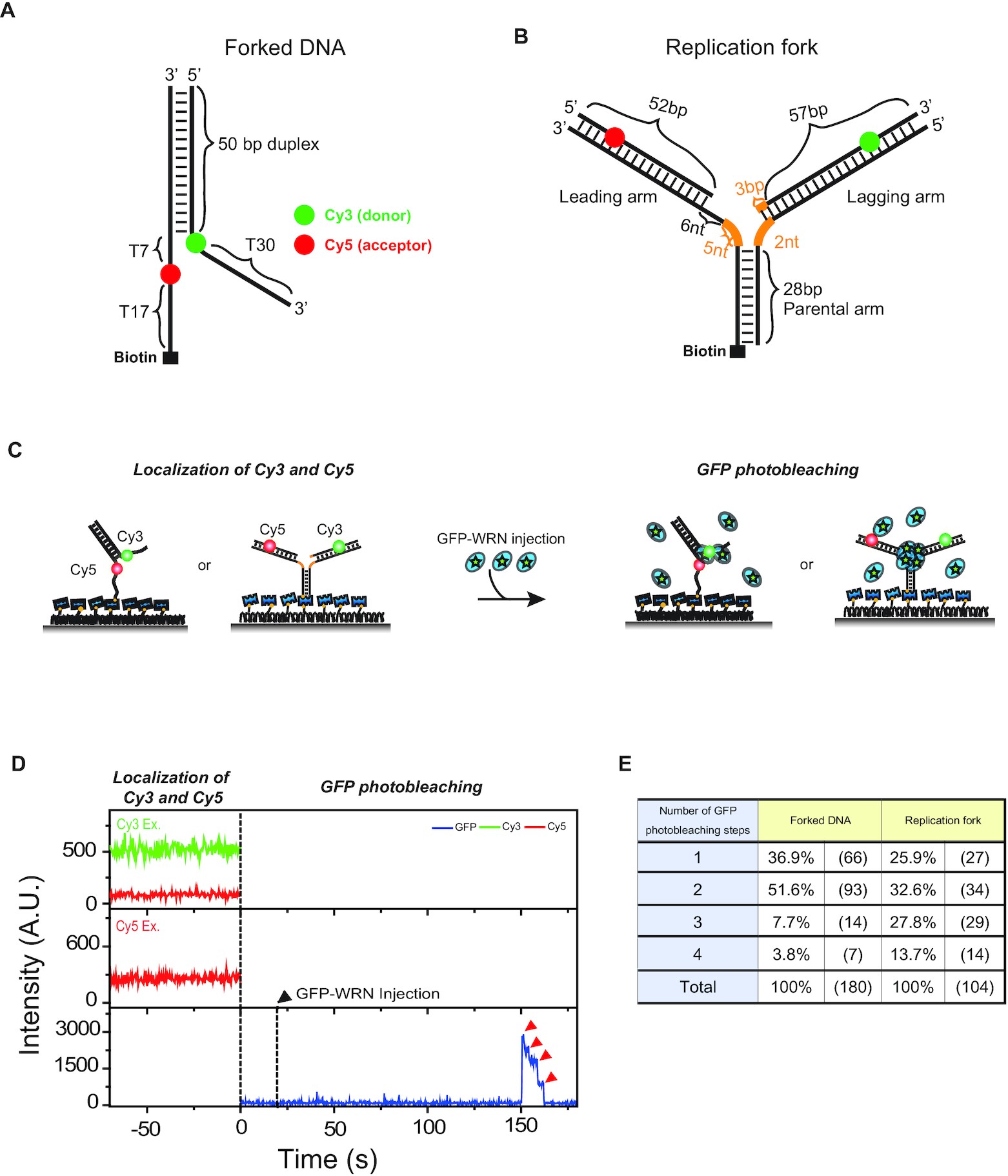 Werner syndrome protein works as a dimer for unwinding and replication fork regression