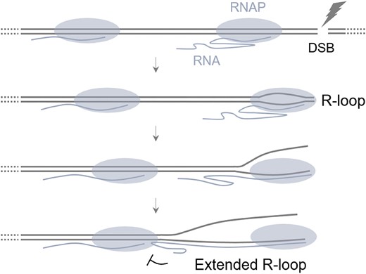 Translocating RNA polymerase generates R-loops at DNA double-strand breaks without any additional factors