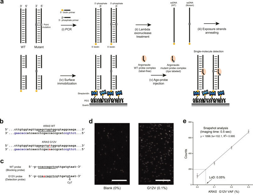 Fast, sensitive, and specific multiplexed single-molecule detection of circulating tumor DNA