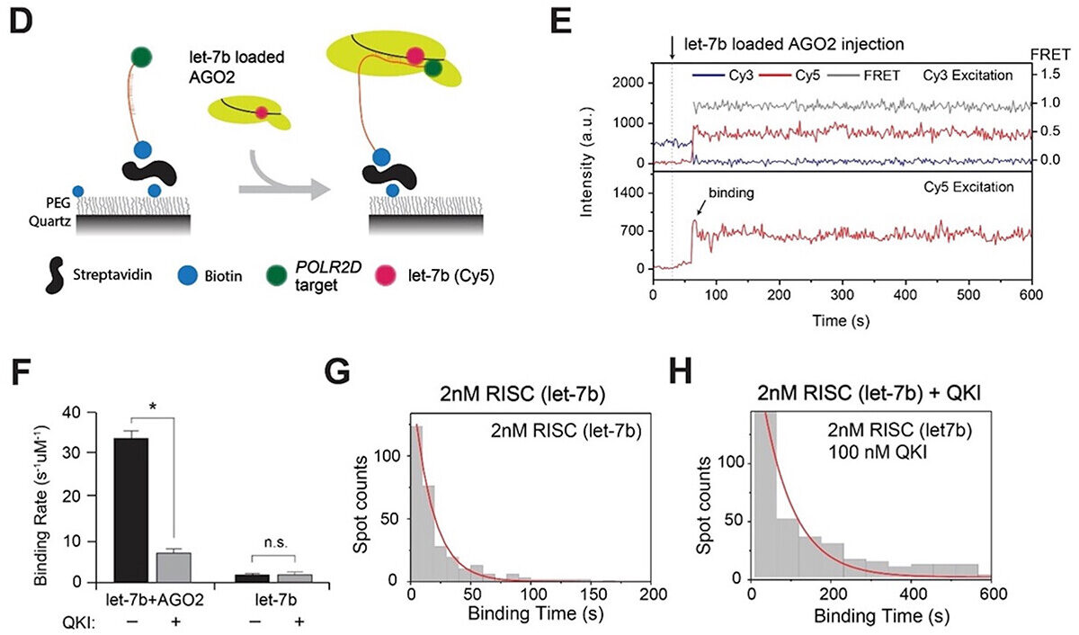 Mature microRNA-binding protein QKI promotes microRNA-mediated gene silencing