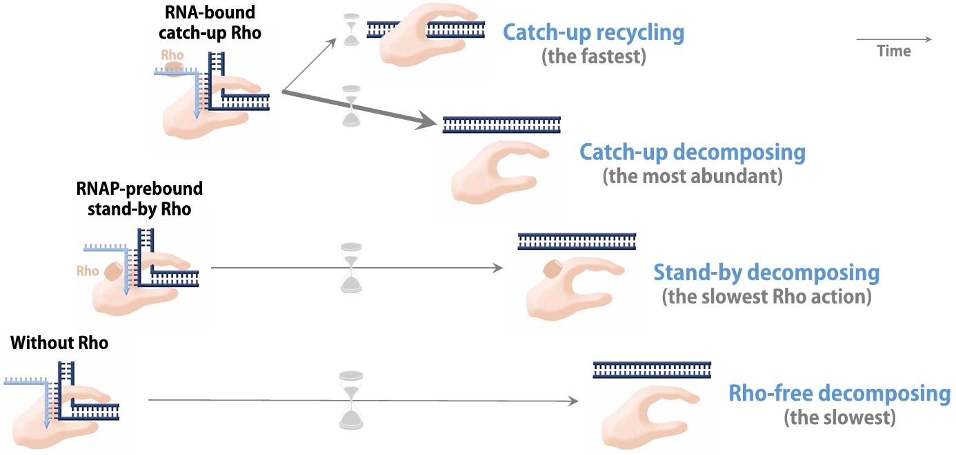 Compatibility of termination mechanisms in bacterial transcription with inference on eukaryotic models