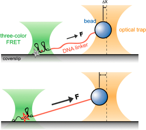 Single‐Molecule FRET Combined with Magnetic Tweezers at Low Force Regime