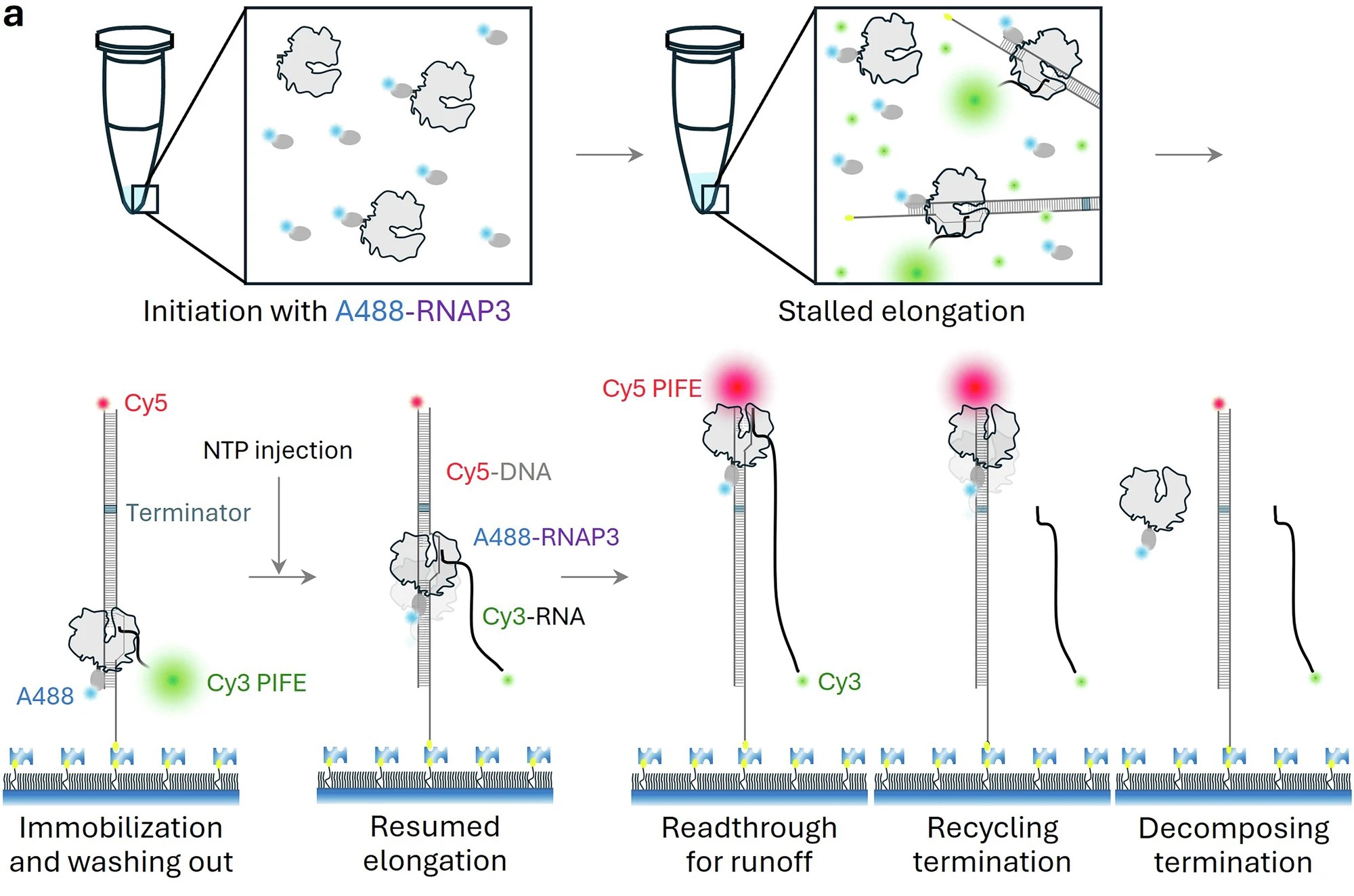 Human RNA polymerase III termination favors decomposition over facilitated recycling